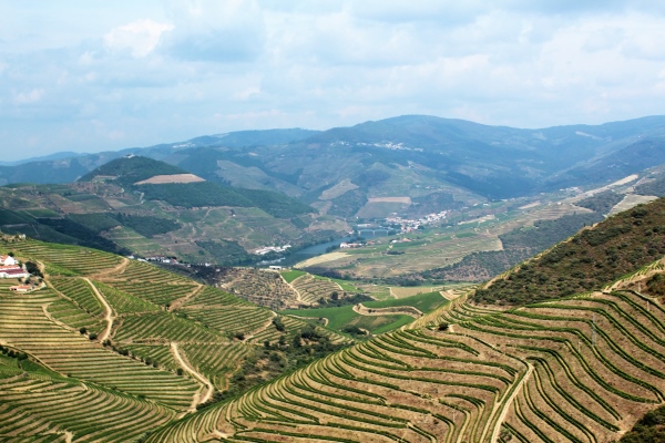 Terraswijngaarden Douro